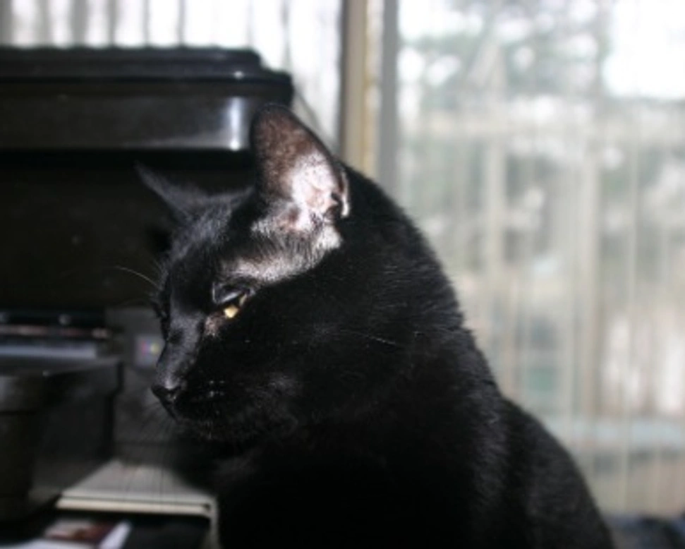 Bombay americano: carattere, peso e prezzo di questa razza