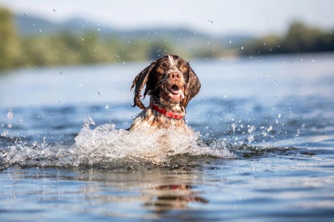 What to Check Before Your Dog Swims Outdoors Safely