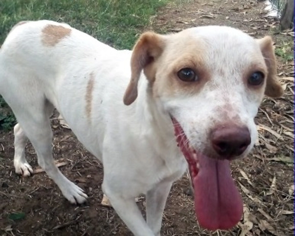 Adozioni cani: la storia di Emily, dolce incrocio di Jack Russell