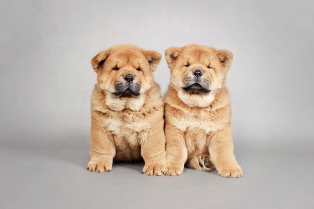 5 Fascinating Facts About the Chow Chow Dog Breed