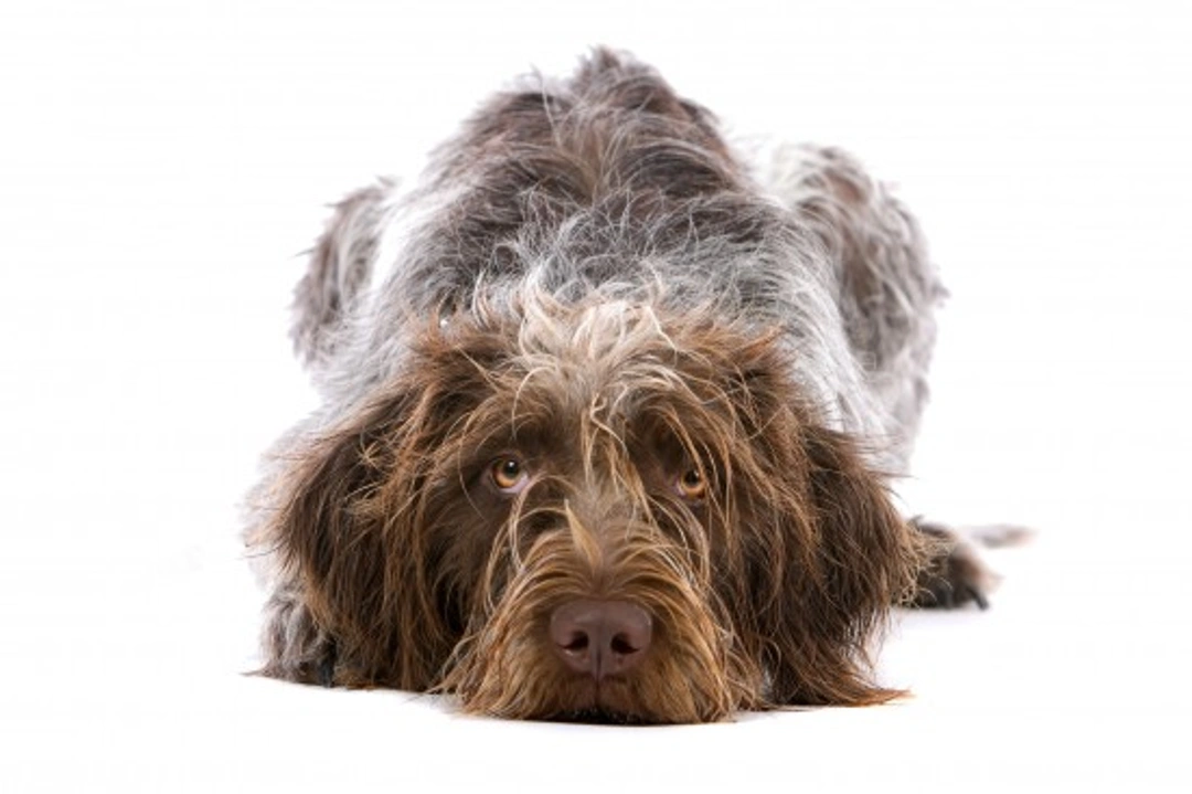 German Longhaired Pointer: Is It A Good Pet Choice?
