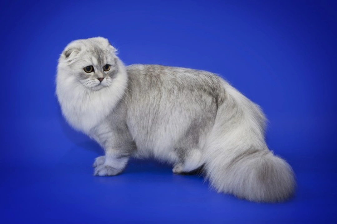 Ten Unusual Cat Coat Colours You’ll Love