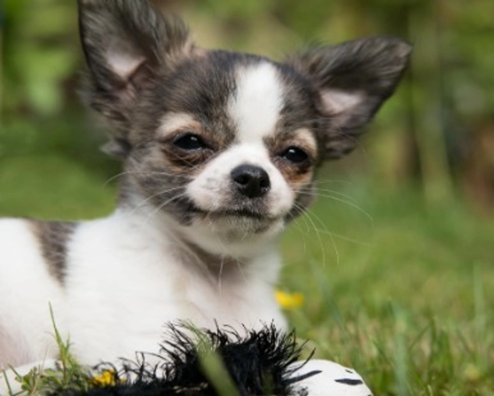 Il primo giorno a casa col cucciolo: cosa fare e cosa non fare