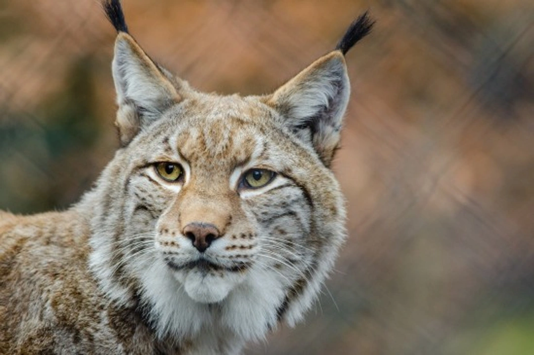 Lince Ibérico, el felino más amenazado del planeta