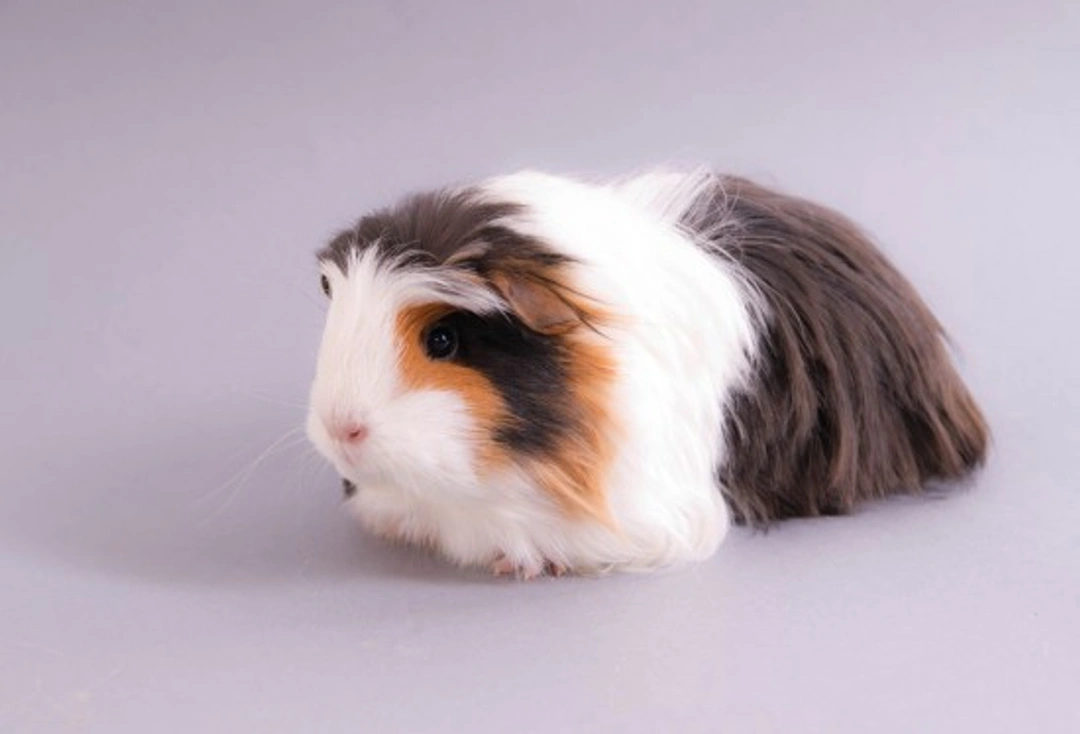How to Protect Guinea Pigs From Parasites: A Complete Guide