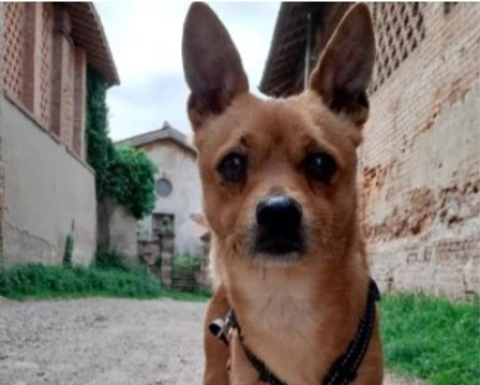 Adozioni cani: la storia del dolce Nicky