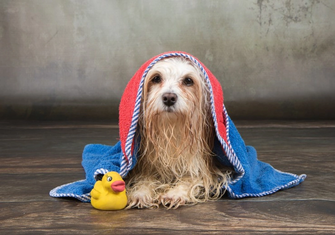 How Often Do Dogs Need to Be Bathed? Essential Guide