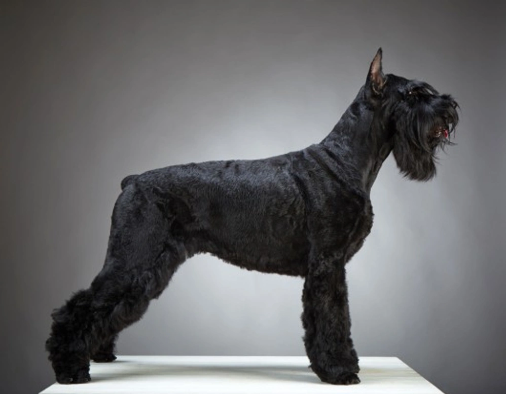 Great Dane vs. Giant Schnauzer: Key Differences to Know