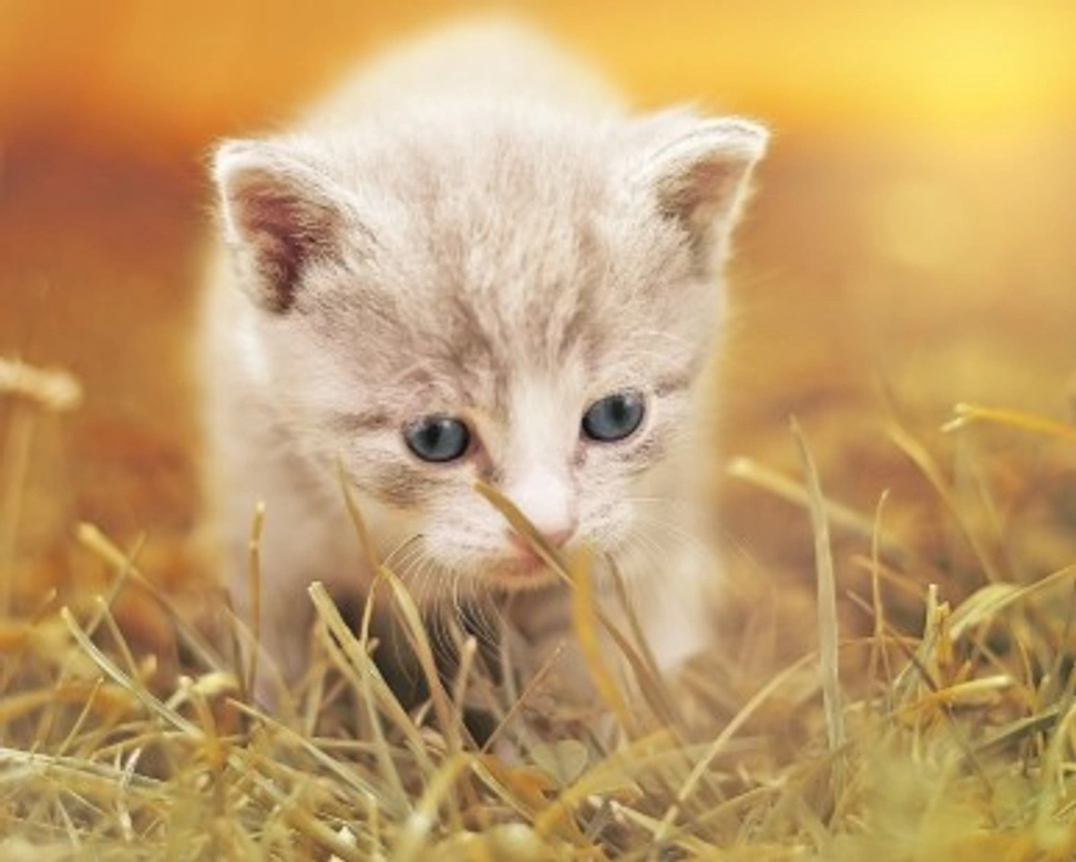 Come abituare il gattino alla lettiera?