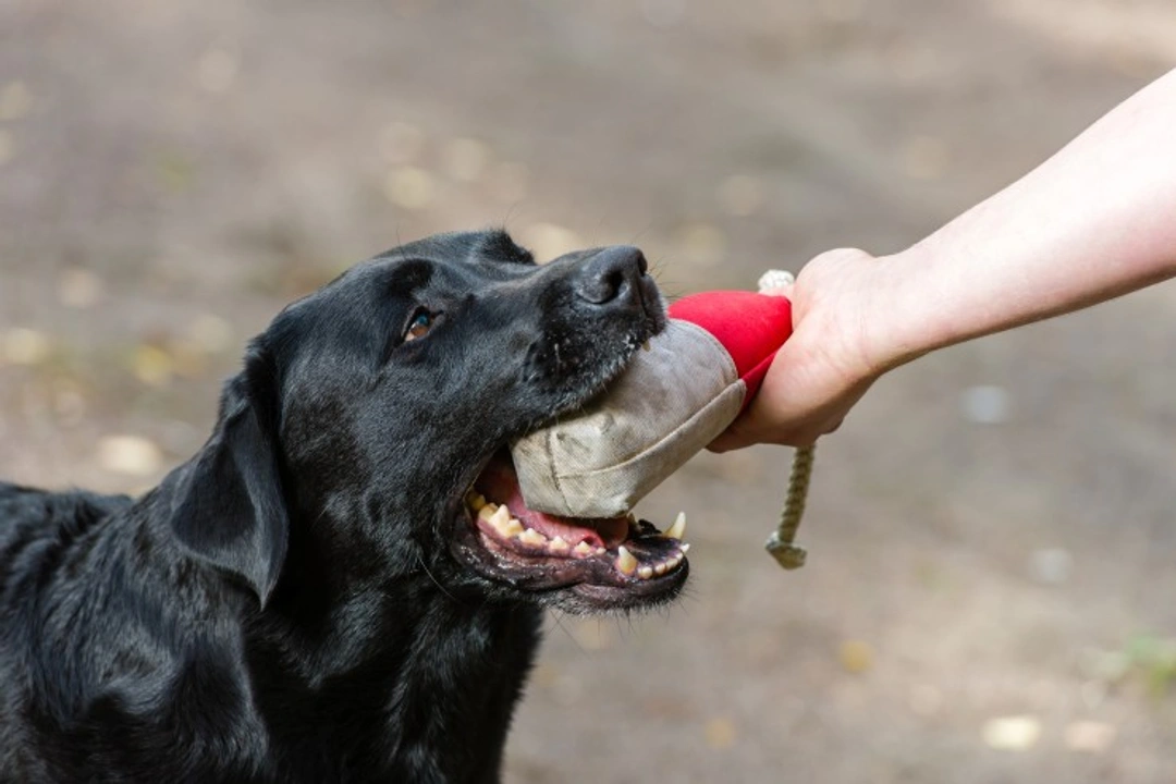 How to Train Your Labrador Retriever Puppy to Retrieve