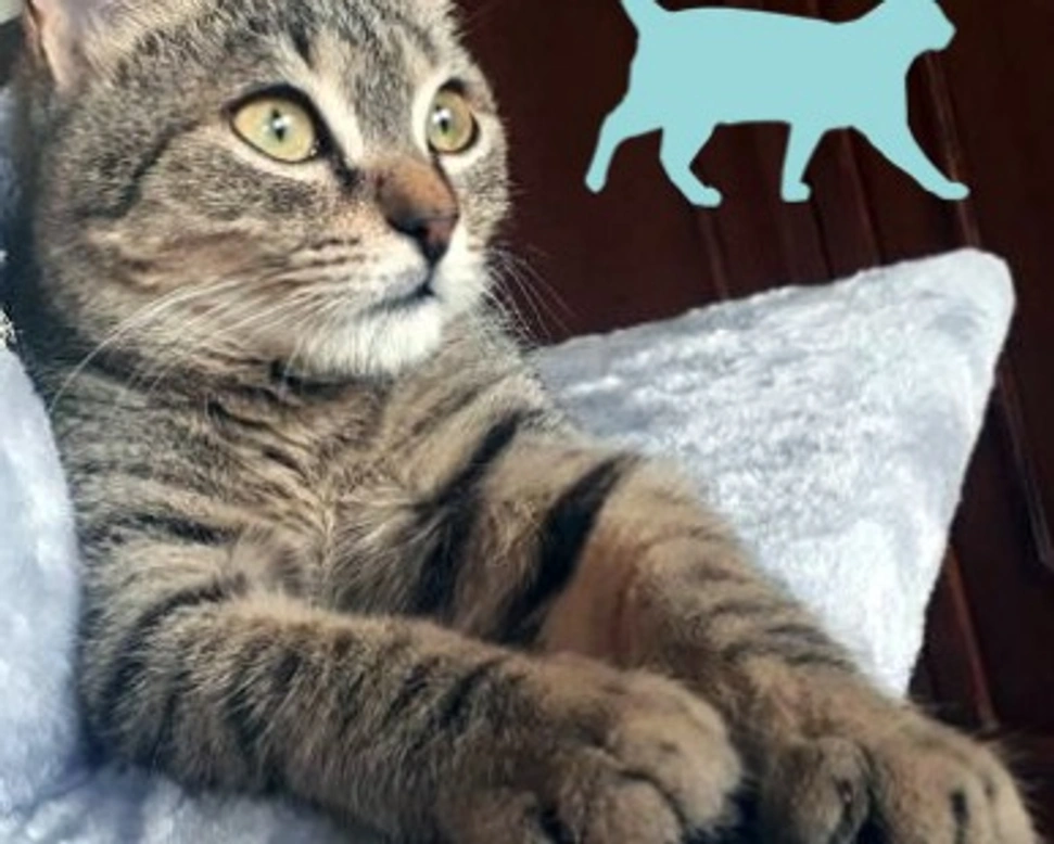 Come l'alimentazione influisce sull'immunità nei gatti - parte 3