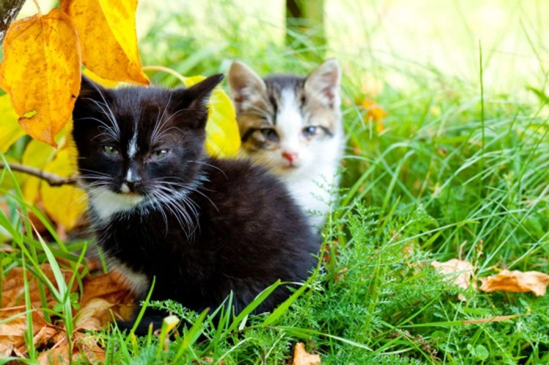 What to Do If You Find a Stray Kitten: 6 Essential Steps
