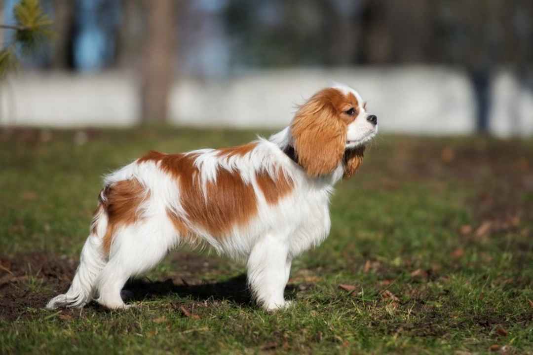Cavalier King Charles Spaniel FAQs: Health, Care & Costs UK