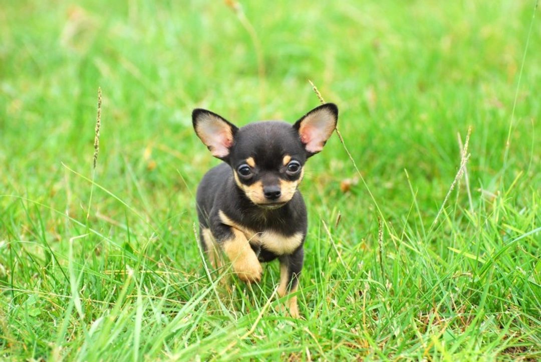How to Choose and Buy a Healthy Chihuahua Puppy