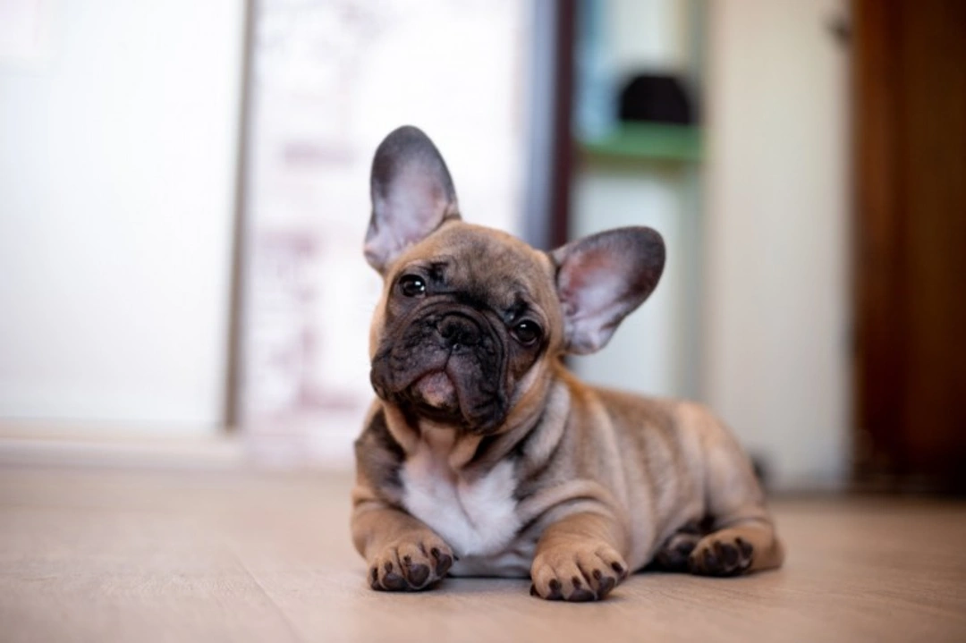 6 Things to Get Right Before You Get a Dog