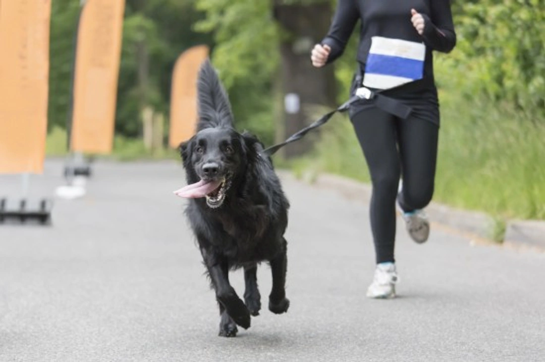 Jogging With Your Dog: Do's and Don'ts for Fun-Runs