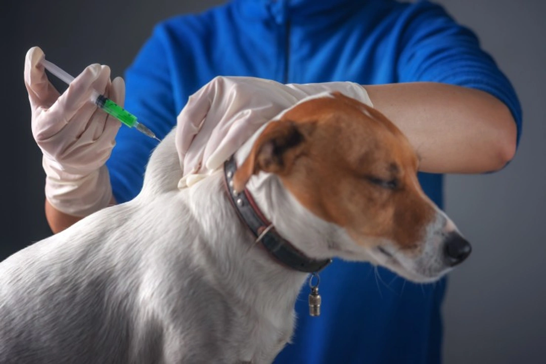 Titer Testing: A Viable Alternative to Regular Canine Vaccinations?