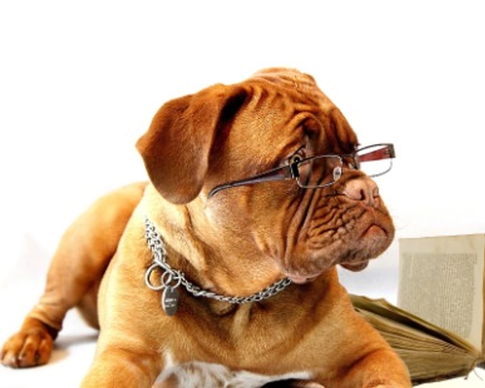 Cucciolo di cane: collare o pettorina?