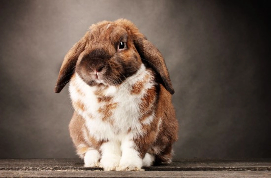 Rabbit Care Calendar: Month-by-Month Guide for Your Rabbit