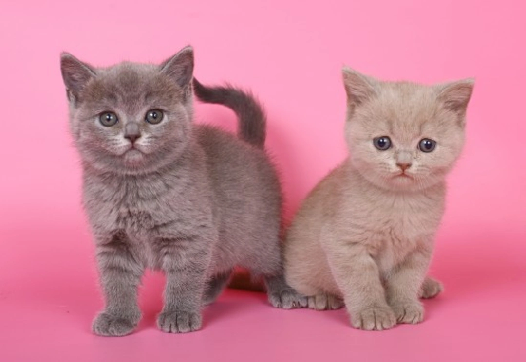How to Choose a Kitten That Suits Your Lifestyle