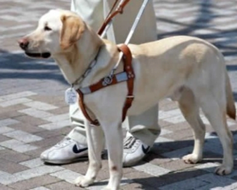 Il Labrador Retriever, razza versatile