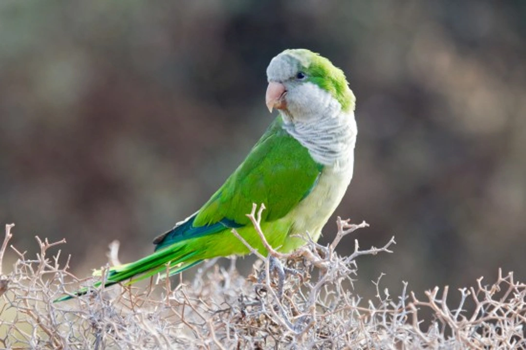Quaker Parrot Care & Breeding Guide