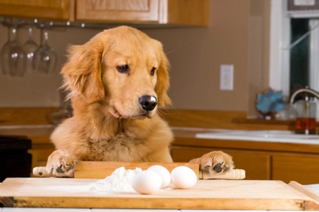 Two Tasty Treat Recipes for Sensitive Dogs