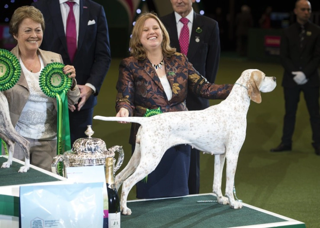 Pointer Dog Breed Guide: Reserve Best in Show at Crufts 2018