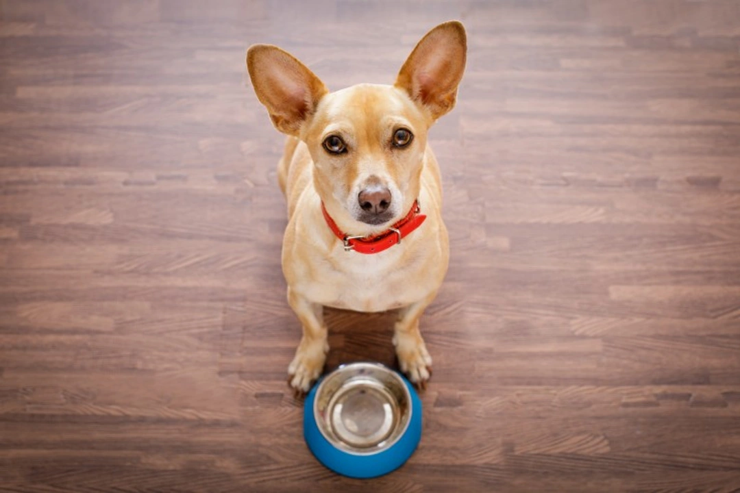 5 Key Tips for Feeding Wet or Canned Dog Food