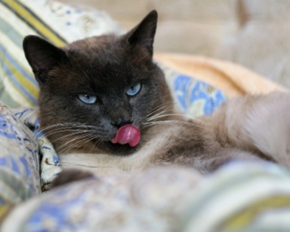 Gatto Thai: costo, carattere e mantello del Siamese delle origini