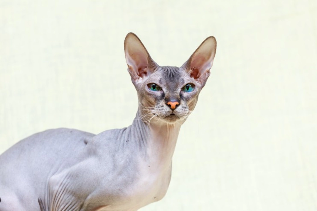 The Unusual Donskoy Cat: Hairless Russian Breed Guide
