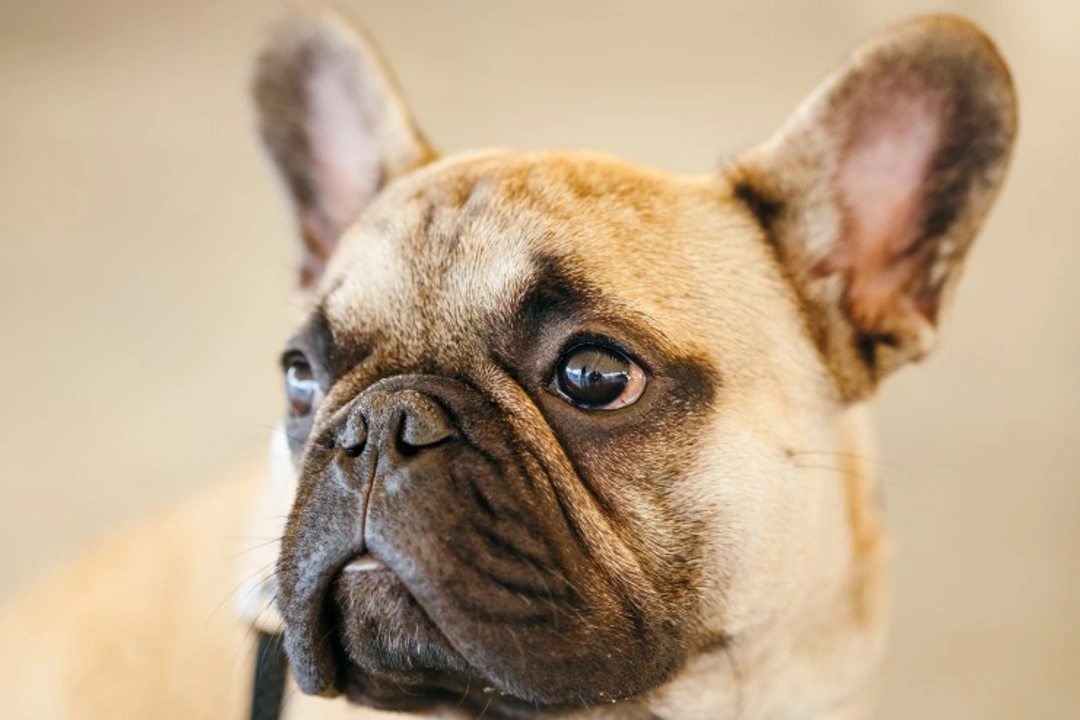 BVA's Policy on Brachycephalic Dogs: Health & Welfare Guide