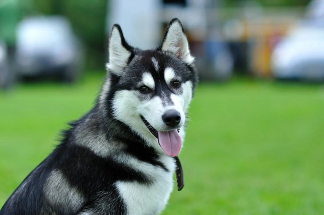 Siberian Husky Personality: Key Traits & Care Tips