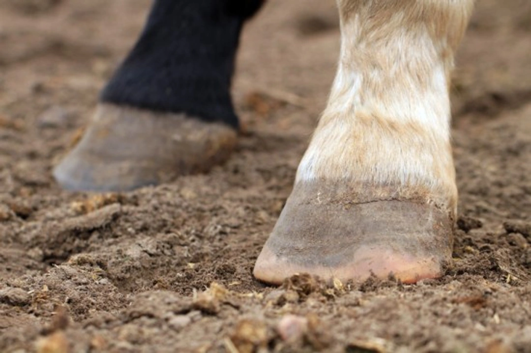 Understanding Laminitis: Essential Guide for Horse Owners