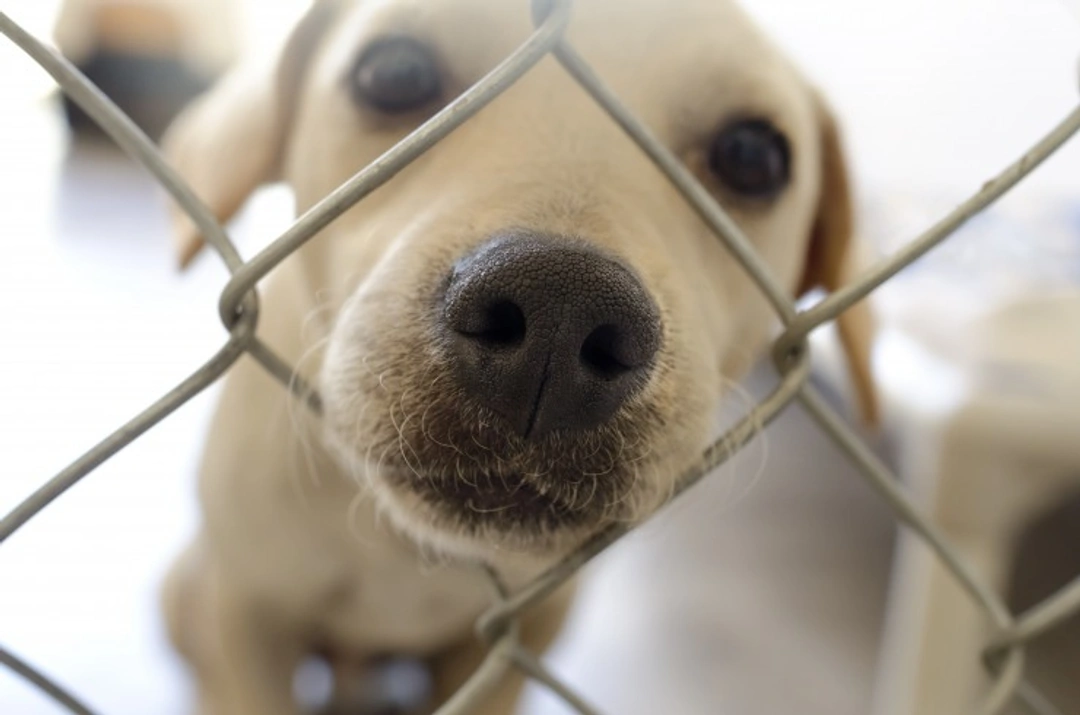 Why Dog Rehoming Shelters May Reject Your Application