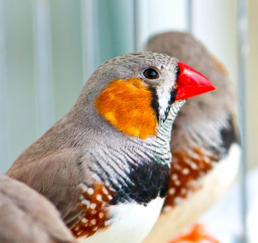 What is a softbill? Understanding softbill birds