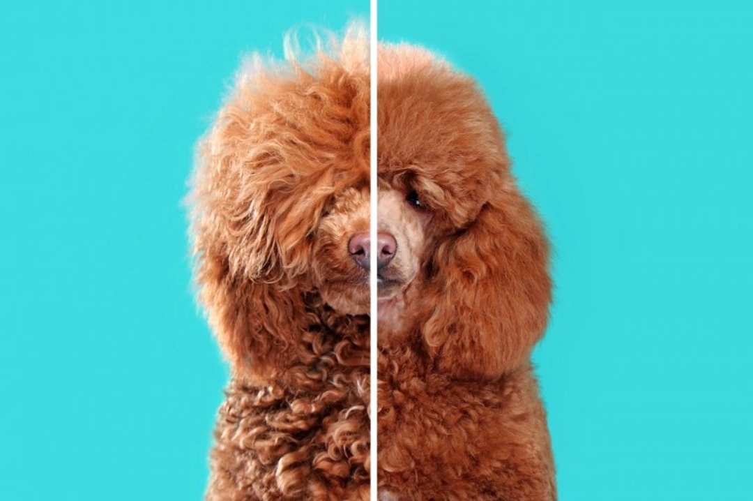 7 Vital Questions to Ask Your UK Dog Groomer in 2025