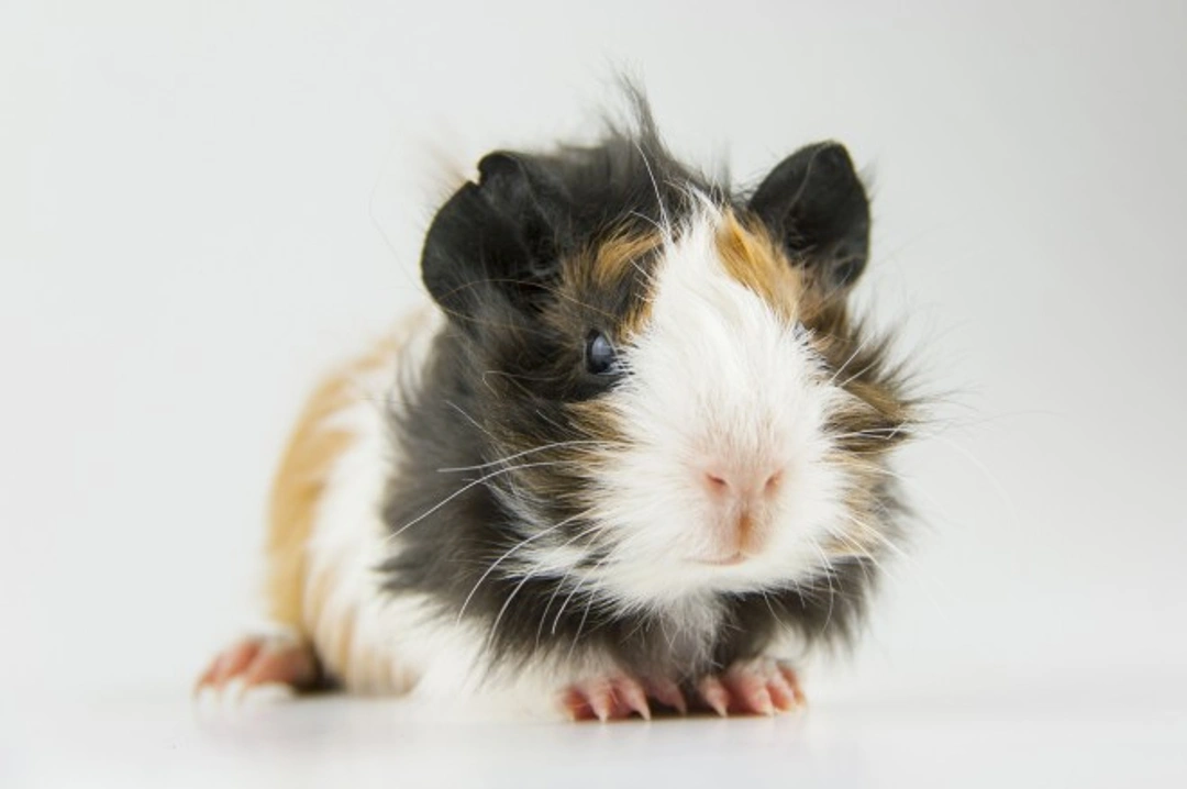 Common Guinea Pig Health Problems and Prevention Guide