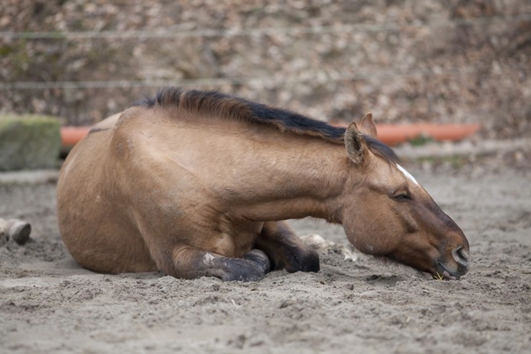 Equine Colic: Comprehensive Guide to Causes, Symptoms & Care