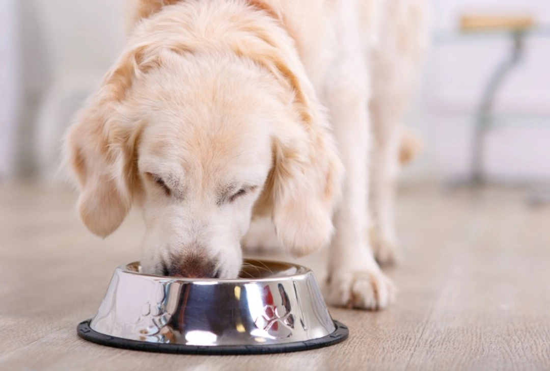 Moisture Content in Dog Food: What Every Owner Should Know