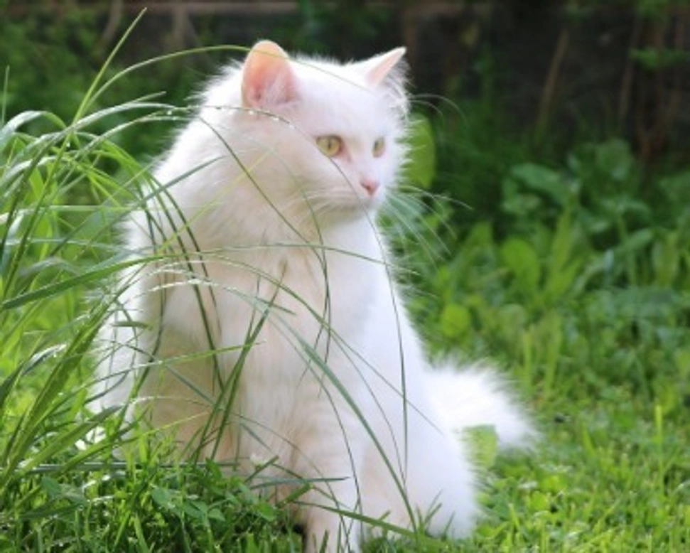 Razze gatti a pelo lungo: 4 accessori fondamentali