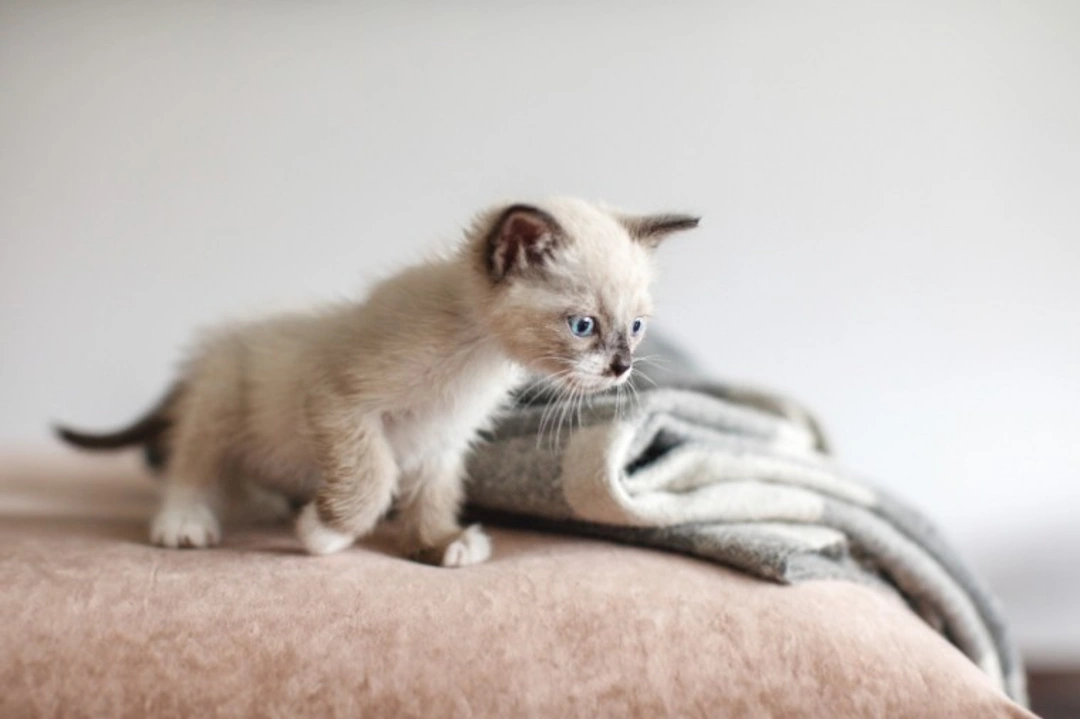 How to Spot If Your Cat Is Stressed: Key Signs to Watch