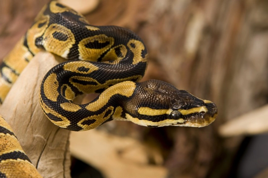Which pythons make the best pets? Expert guide 2025
