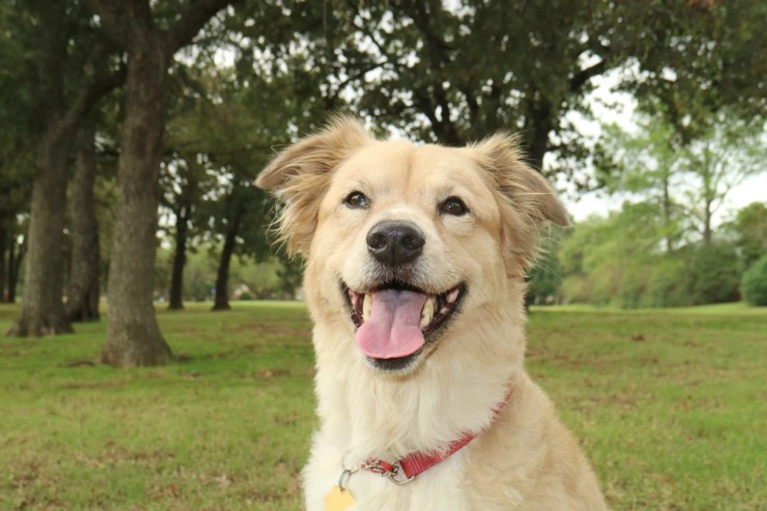 5 things DNA testing reveals about your dog