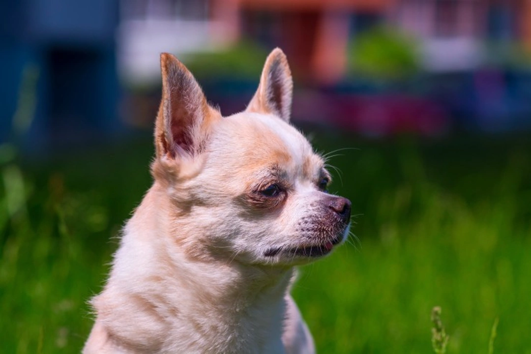 Anaemia in Dogs: Causes, Signs & Treatment Guide