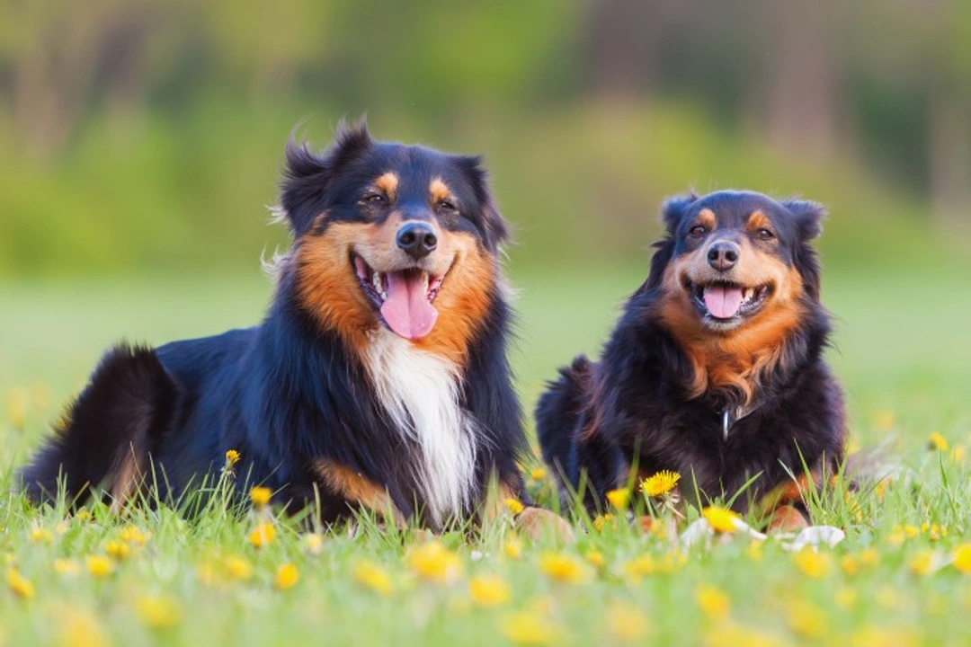 Why Two Dogs Are Better Than One: Benefits and Considerations