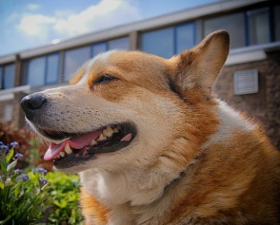 Welsh Corgi Pembroke: i cani della Regina d'Inghilterra. Prezzi e Info