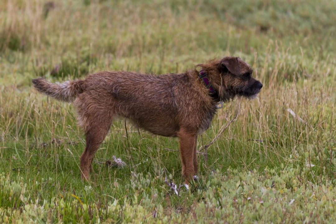 Patterdale vs Border Terrier: Which Breed Is Quieter?