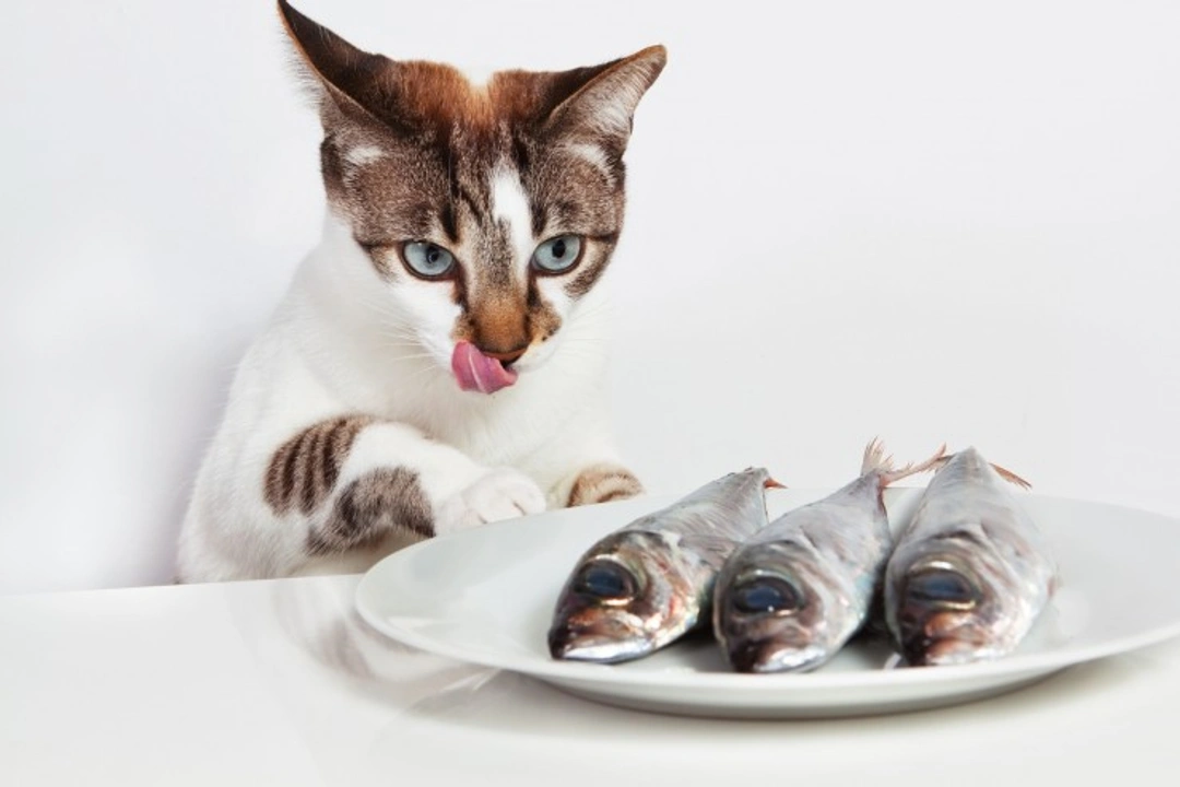 Is feeding fish to your cat a good idea? Facts & advice