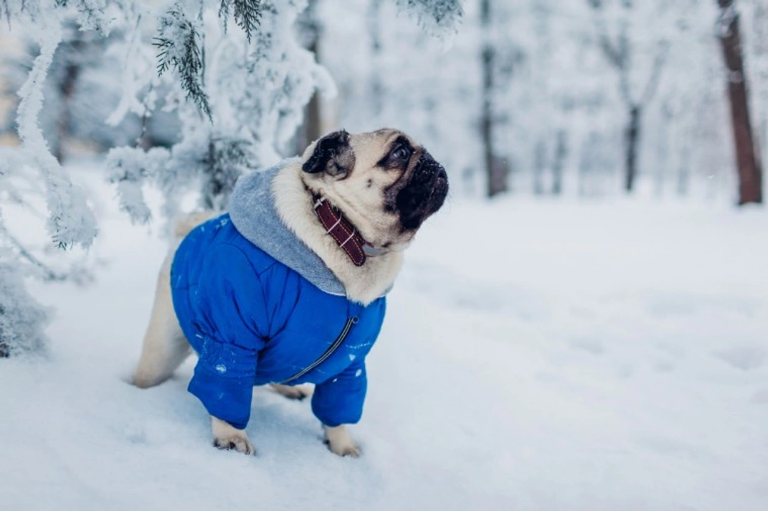 Five dog breeds that would definitely not survive in the wild in the UK